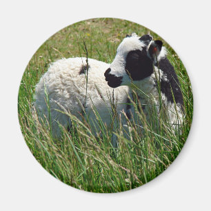 Imán Jacob Ram Lamb