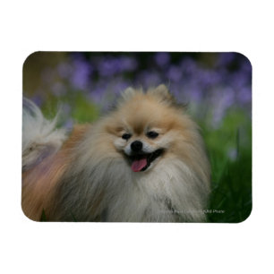 Imán Jadeo de Pomeranian