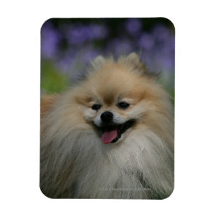 Imán Jadeo de Pomeranian
