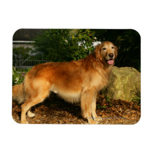 Imán Jadeo del golden retriever