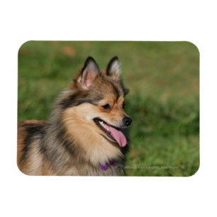 Imán Jadeo del Headshot de Pomeranian