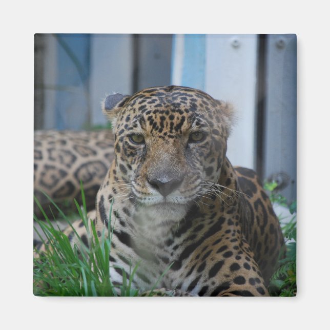 Imán Jaguar (Frente)