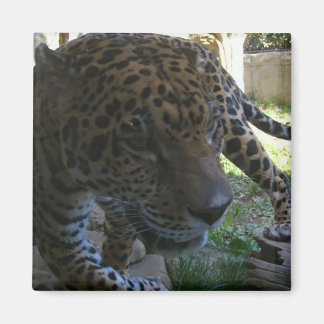 Imán Jaguar