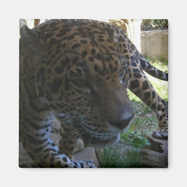 Imán Jaguar (Frente)