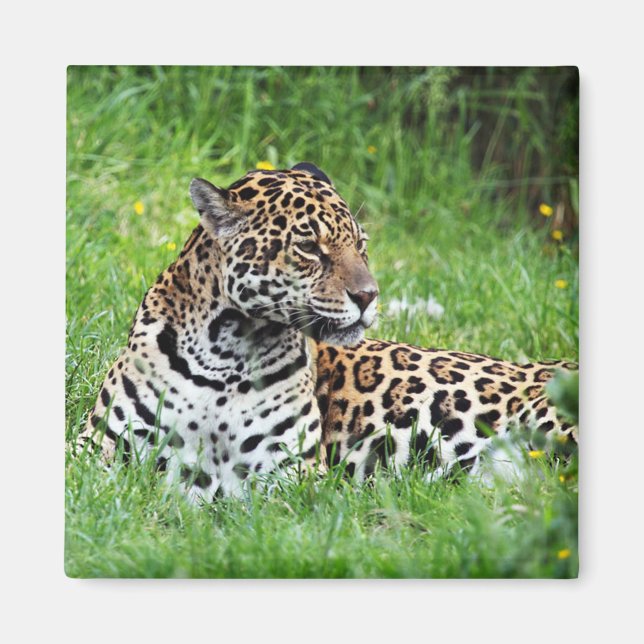 Imán Jaguar (Frente)