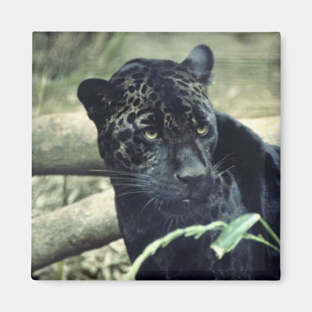 Imán Jaguar (Frente)
