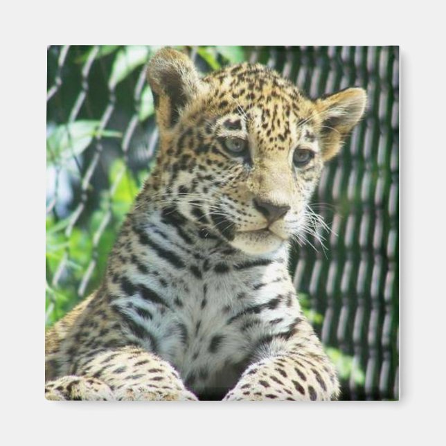 Imán Jaguar Cub (Frente)