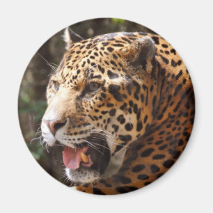 Imán Jaguar en mayo II