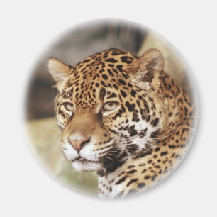 Imán Jaguar Magnet