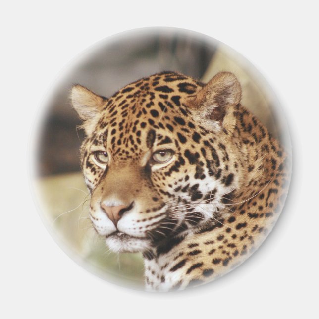 Imán Jaguar Magnet (Frente)