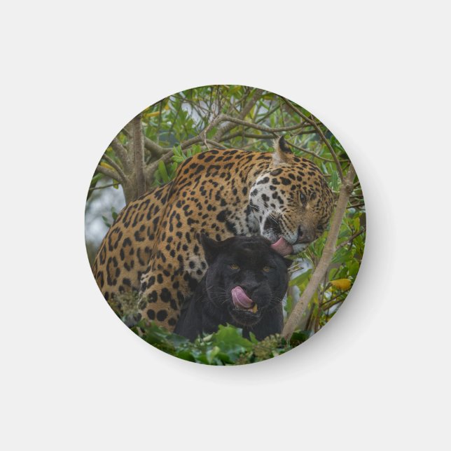 Imán Jaguares enamorados (Frente)