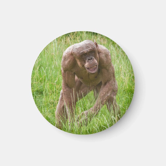 Imán Jambo El Único Chimpancé Sin Cabello (Frente)