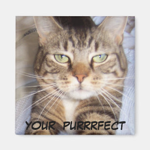 Imán Jane dice. .YOUR PURRFECT