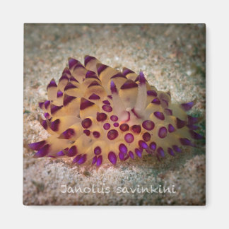 Imán Janolus savinkini Square Magnet