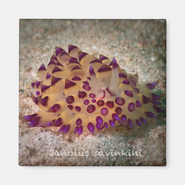 Imán Janolus savinkini Square Magnet (Frente)