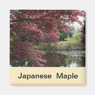 Imán Japanese maple in Van Dusen Garden