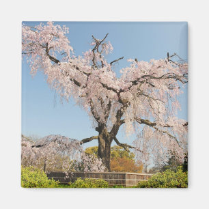 Imán Japón, Kioto. Árbol de cerezo que llora bajo cielo