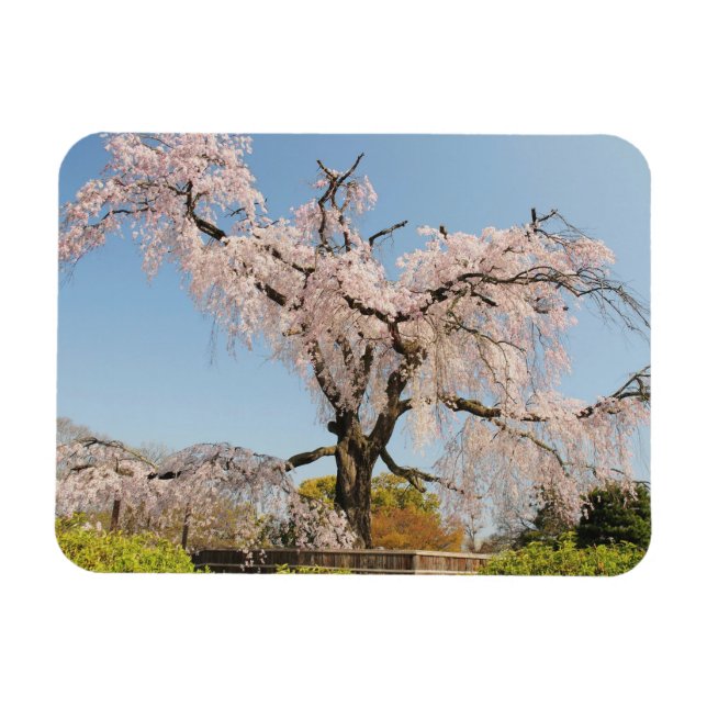 Imán Japón, Kioto. Árbol de cerezo que llora bajo cielo (Horizontal)