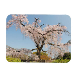 Imán Japón, Kyoto. Árbol de cerezo llorón bajo cielo az