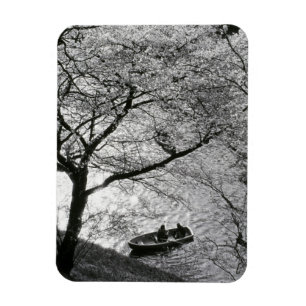 Imán Japón, Tokio. Flores de cerezo en el Imperial