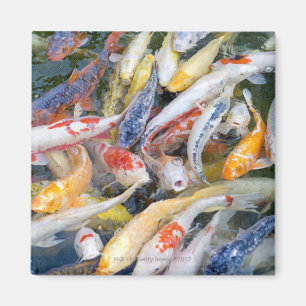 Imán Japón, Tokio, pescado de la natación del primer