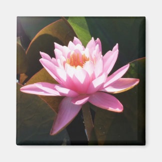 Imán Jardín acuático de color rosa y floral iluminado p
