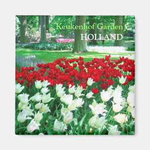 Imán Jardín blanco rojo de los tulipanes