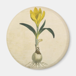 Imán Jardín Botánico de Tulipanes Amaryllis Flor