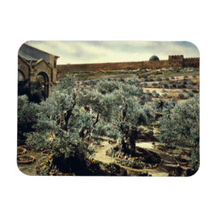 Imán Jardín de época de Gethsemane Jerusalén Israel