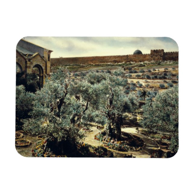 Imán Jardín de época de Gethsemane Jerusalén Israel (Horizontal)