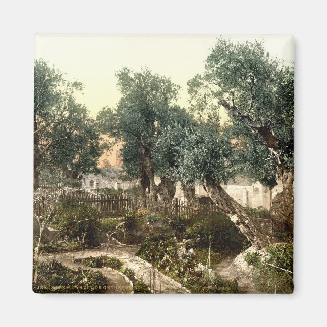 Imán Jardín de época de Gethsemane Jerusalén Israel 189 (Frente)