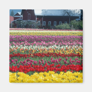 Imán jardín de exhibición de tulipanes, condado de Skag