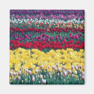 Imán jardín de exhibición de tulipanes en el condado de