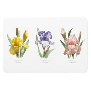 Imán Jardín de flores de lirio