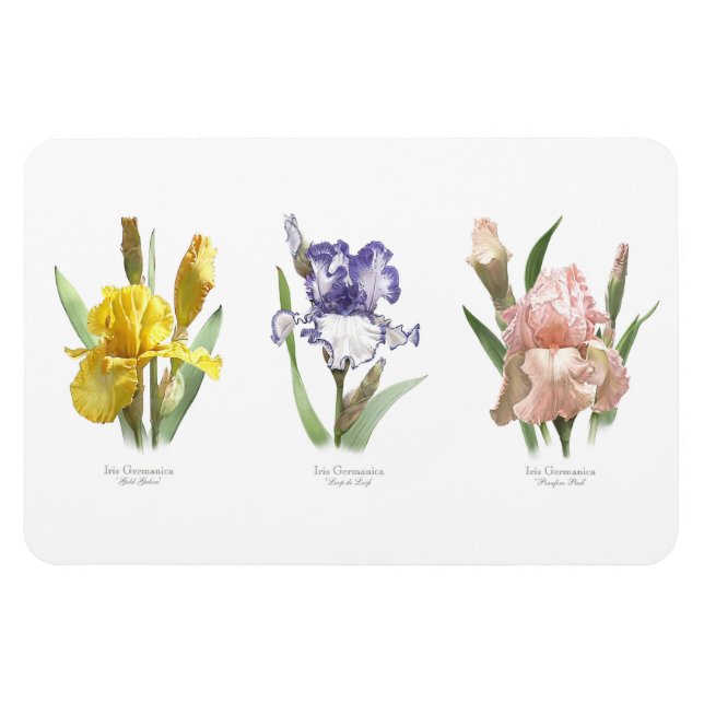 Imán Jardín de flores de lirio (Horizontal)