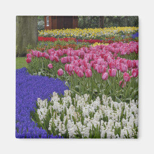 Imán Jardín de jacintos de uva, jacintos y tulipanes,