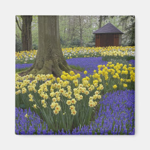 Imán Jardín de narcisos, jacintos de uva y tulipanes,