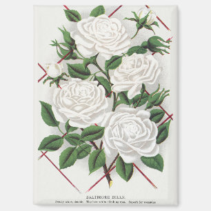 Imán Jardín de rosas trepadoras blancas antiguas victor