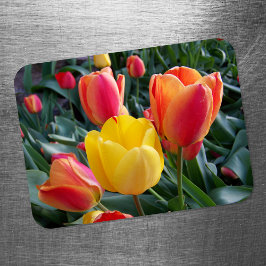 Imán Jardín de Tulipanes Amarillos y Rojos Vibrantes Fo