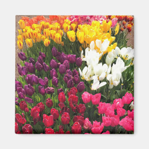 Imán Jardín de Tulipanes Coloridos, Oregon
