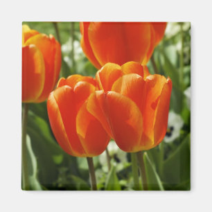 Imán Jardín de Tulipanes de Primavera