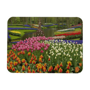 Imán Jardín de tulipanes e hyacinth, Keukenhof Gardens,