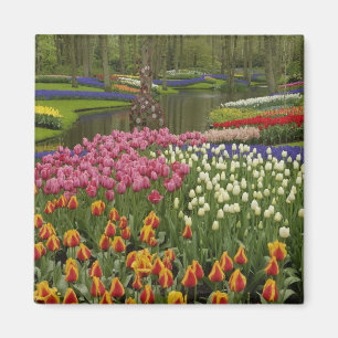 Imán Jardín de tulipanes e hyacinth, Keukenhof Gardens,