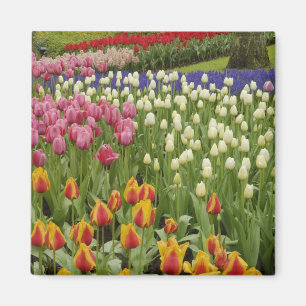 Imán Jardín de tulipanes e jacintos, Jardines Keukenhof