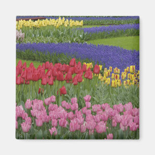 Imán Jardín de tulipanes, jacintos de uva y