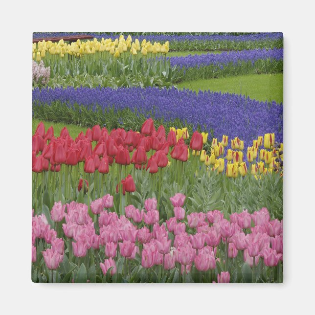 Imán Jardín de tulipanes, jacintos de uva y (Frente)
