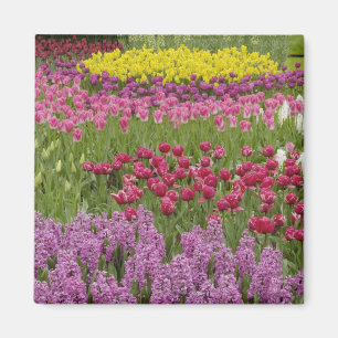 Imán Jardín de tulipanes, narcisos e jacinto