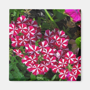 Imán Jardín de verano