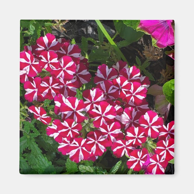 Imán Jardín de verano (Frente)