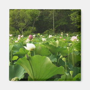 Imán Jardín de verano de Lotus Flowers